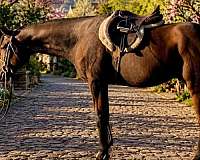 hunt-seat-equitation-thoroughbred-horse