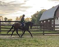 hunter-thoroughbred-horse