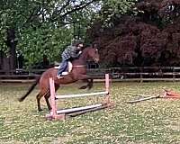 hunter-under-saddle-thoroughbred-horse