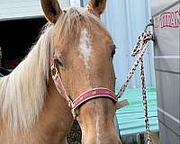 palomino-white-pastern-horse