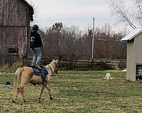 laid-back-quarter-pony