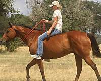 barrel-racing-quarter-pony