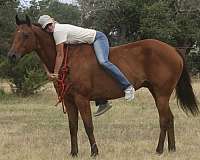 beginner-quarter-pony