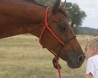 drill-team-quarter-pony