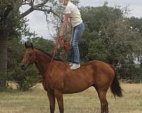 equitation-quarter-pony