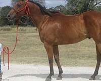 kid-safe-quarter-pony