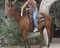parade-quarter-pony