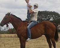 playday-quarter-pony