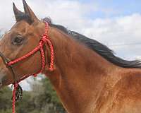 ridden-english-quarter-pony