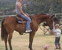 trail-quarter-pony