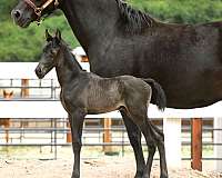 floats-tennessee-walking-horse