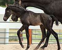 horse-boarding-tennessee-walking