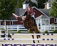 ability-belgian-warmblood-horse