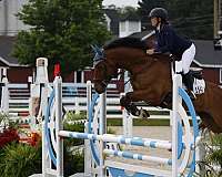 ambitious-belgian-warmblood-horse