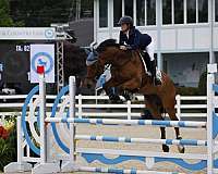 brown-overo-belgian-warmblood-horse