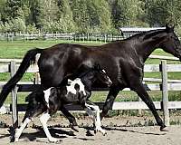 colour-westphalian-horse