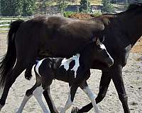 coloured-westphalian-horse