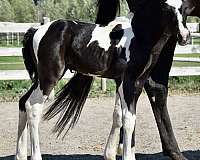 best-westphalian-horse