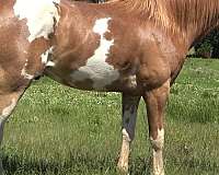 gilding-quarter-horse