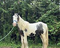 gypsy-vanner-colt