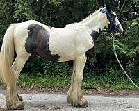 gypsy-vanner-horse-for-sale