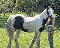 gypsy-vanner-horse