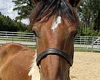 pinto-colt-for-sale