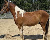 pinto-paint-colt