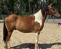 friesian-paint-colt-yearling