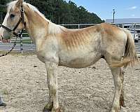 sorrel-colt-for-sale