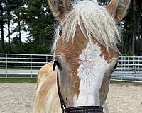 14-hand-belgian-colt