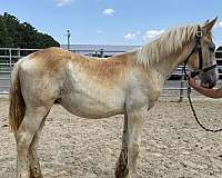sorrel-belgian-colt
