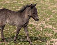 forever-miniature-horse
