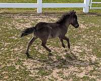 black-mini-filly-horse