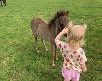 black-mini-filly