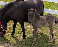 even-filly