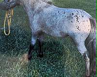 smokey-filly