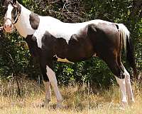 all-around-paint-horse