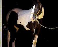 athletic-paint-horse
