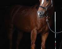 sorrel-gypsy-vanner-pony