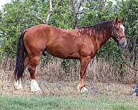 all-around-gypsy-vanner-pony