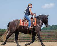 all-around-thoroughbred-horse
