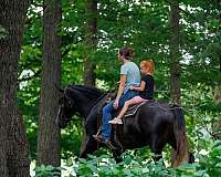 bay-star-left-fore-white-hind-pastern-right-half-horse