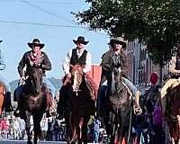barrel-thoroughbred-horse