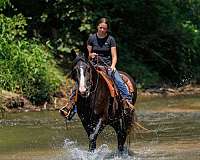 star-left-fore-white-hind-pastern-right-half
