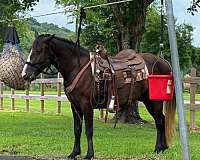 two-fox-thoroughbred-horse
