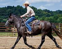 athletic-thoroughbred-horse