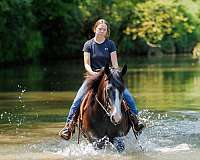 agility-haflinger-horse
