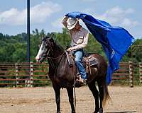 athletic-ability-haflinger-horse