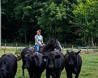 cattle-haflinger-horse
